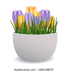 Crocuses in flowerpot.  Houseplant for interior decor of home or office. Vector illustration in vector realistic 3d style. Cartoon vector illustration isolated on a white background.