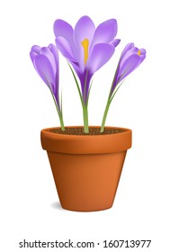 Crocuses in flowerpot vector illustration