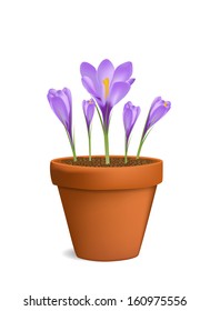 Crocuses in flowerpot vector illustration