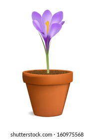 Crocuses in flowerpot vector illustration