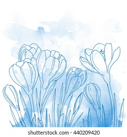 Crocuses. Flowers line drawn on a watercolor background. Spring flowers. Crocus leaves. Coloring. Abstract background of paint splashes and streaks