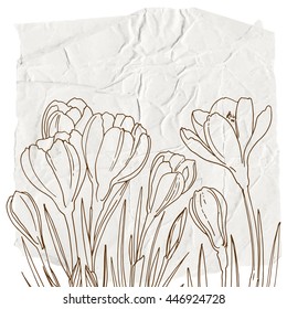Crocuses. Flowers painted line on the background of crumpled white paper. Vector Sketch of flowers.