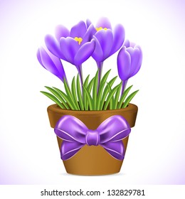 Crocuses flowers in pot on white background.
