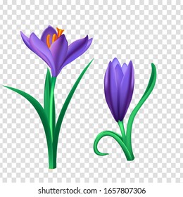 crocuses flowers, realistic image isolated on a transparent background