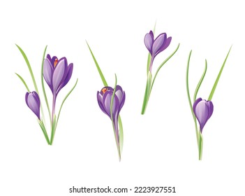 Crocuses flowers set, isolated on white background. Collection of spring purple saffron drawings. Colorful design elements for greeting cards, banners, websites, covers, packaging, wallpapers.