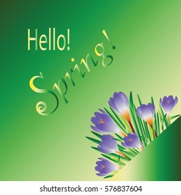 Crocuses. Heralds of spring. Design ads, postcards, invitations to the feast.