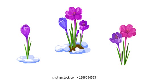 Crocuses illustration. Early spring flowers isolated on white background. Spring seasonal vector illustration.