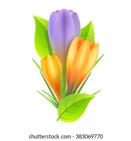 Crocuses  isolated on a white background. Illustration for posters, greeting cards, print and web projects.