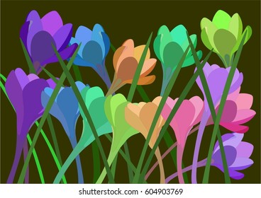 Crocuses, multicolored and luminous on a dark background