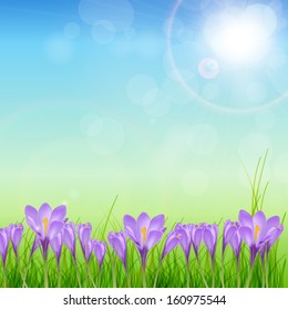 Crocuses  nature background. Vector illustration.