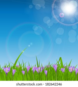 Crocuses nature background. Vector illustration.