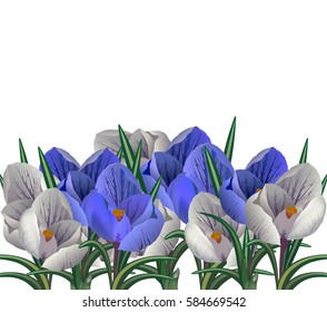 Crocuses on a white background.  Spring flowers.Greeting card. Wedding decorations. Design Vector.