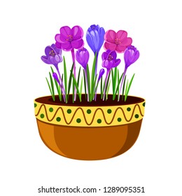 Crocuses in a pot illustration. Early spring flowers isolated on white background. Spring seasonal vector illustration.