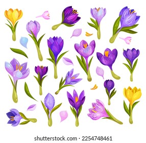 Crocuses Purple and Yellow Flowers on Green Stem Big Vector Set