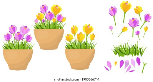  crocuses, saffron In a flowerpot and individually. Vector illustration in a flat style