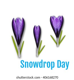 Crocuses set. Snowdrop set. Snowdrop flowers isolated on white background. Vector illustration. Vector Art, Stock Vector