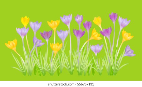 Crocuses - small, spring-flowering plant of the iris family. Vector illustration.