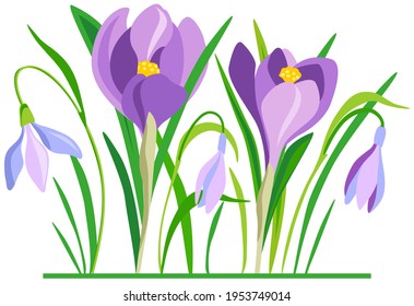 Crocuses and snowdrops with leaves, violet saffron flower. Spring flowers flat illustration used for poster, postcard, congratulation, magazine, web pages. Vector isolated.