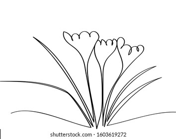 Crocuses - spring first flowers after winter, black outline of a beautiful plant. Coloring book for a children's album with a one-line drawing.
