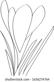 Crocuses - spring first flowers after winter, black outline of a beautiful plant. Coloring book for a children's album with a one-line drawing.