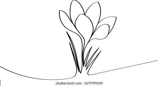 Crocuses - spring first flowers after winter, black outline of a beautiful plant. Coloring book for a children's album with a one-line drawing.