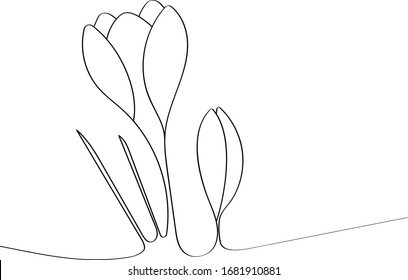 Crocuses - spring first flowers after winter, black outline of a beautiful plant. Coloring book for a children's album with a one-line drawing.