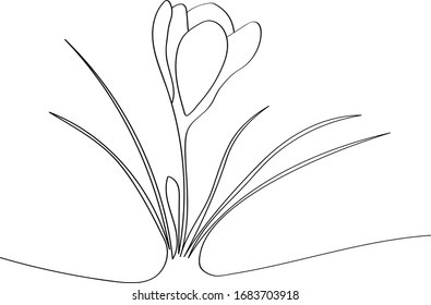 Crocuses - spring first flowers after winter, black outline of a beautiful plant. Coloring book for a children's album with a one-line drawing.