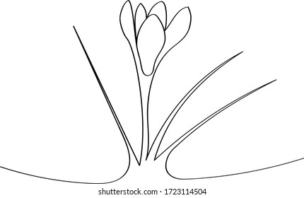 Crocuses - spring first flowers after winter, black outline of a beautiful plant. Coloring book for a children's album with a one-line drawing.