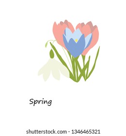 Crocuses spring flowers isolated on white background. Vector illustration.