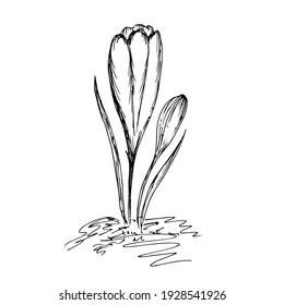 Crocuses. Spring flowers, sketch, vector illustration.