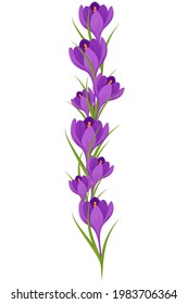 Vector de cruces para tarjetas de felicitación, invitaciones o saludos. Flores de azafrán moradas aisladas en un fondo blanco.