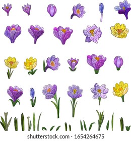 Crocuses vector isolated objects on white backgound set. Spring flowers, crocus yellow and purple, leaves to create a decor.