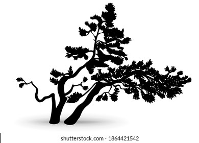 Crooked pine. Mountain pine bent in the wind. Hand-drawn silhouette, vector illustration on a white background.