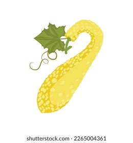 Crookneck squash, also known as yellow squash (Cucurbita pepo). Isolated on a white background. For web, menu, logo, textile, icon. Vector illustration