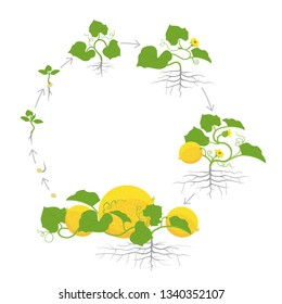 Crop of melon plant. Circular round growth stages. Vector illustration. Cucumis melo. Melon cantaloupe life cycle. On white background. svg