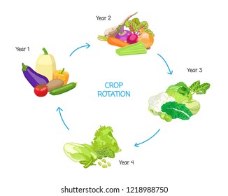 Crop Rotation Agricultural Practice, Farming Seasonal Cycle, Soil Nutritional Energy Renewal System, Vector Illustration Diagram With Drawn Vegetables.