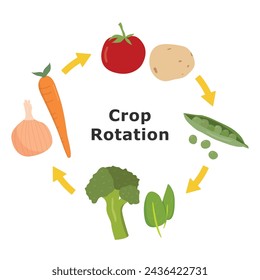 Crop rotation illustration. Agricultural growing cycle, informational graphic.