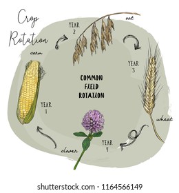Crop rotation is the practice of growing a series of dissimilar or different types of crops in the same area in sequenced seasons. Hand draw sketch vector crop rotation series.