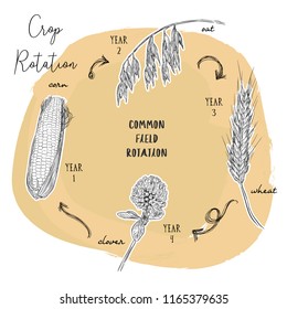 Crop rotation is the practice of growing a series of dissimilar or different types of crops in the same area in sequenced seasons. Hand draw sketch vector crop rotation series.