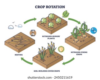 Crop rotation as sustainable soil fertility and resting cycle outline diagram. Labeled educational scheme with nitrogen hungry or fixing plants for ecological soil sequencing vector illustration.