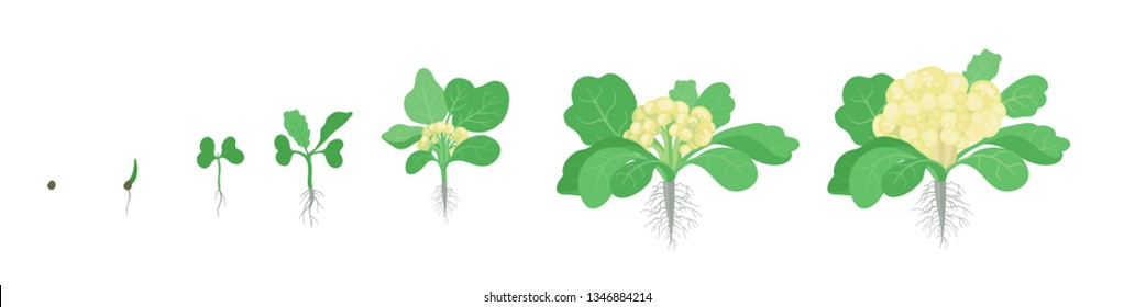Crop stages of Cauliflower cabbage. Growing Cauliflower plants. Harvest growth vegetable. Brassica oleracea vector flat Illustration.