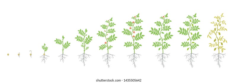 Crop Stages Of Chickpea. Growing Animation Chick Pea Plant. Known As Gram Or Bengal Gram, Garbanzo Or Garbanzo Bean, And Egyptian Pea. Cicer Arietinum. Vector Flat Illustration.