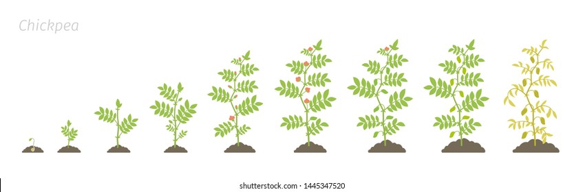 Crop Stages Of Chickpea. Growing Animation Chick Pea Plant. Known As Gram Or Bengal Gram, Garbanzo Or Garbanzo Bean, And Egyptian Pea. Vector Flat Illustration.