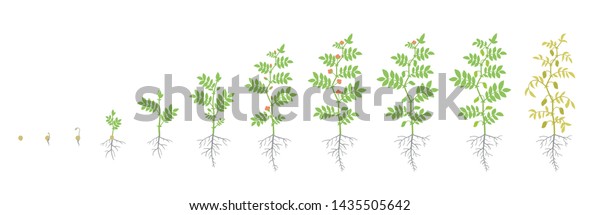 Crop Stages Chickpea Growing Animation Chick Stock Vector (Royalty Free ...