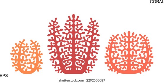 Crop stages of coral. Isolated coral on white background