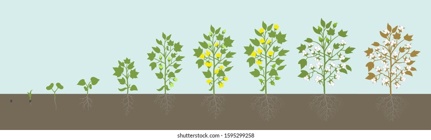 Crop Stages Of Cotton Plant. Agricultural Growth. Fertilizer Stage. Harvest Gossypium Development Animation Progression. Vector Infographic.