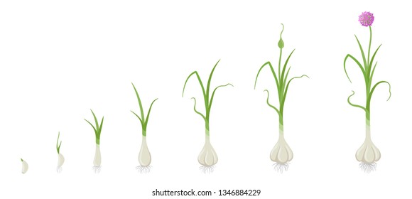 Crop stages of Garlic. Growing Garlic plant. Harvest growth vegetable. Allium sativum. Vector flat Illustration.