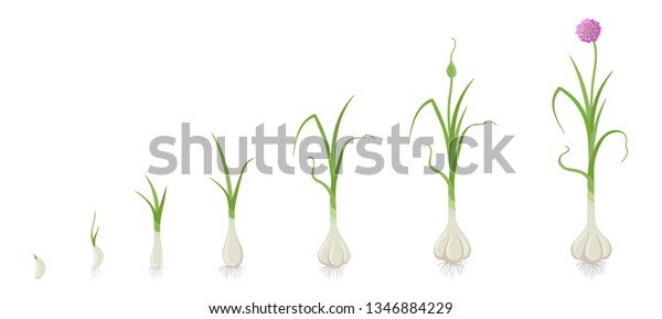 Crop Stages Garlic Growing Garlic Plant Stock Vector (Royalty Free ...