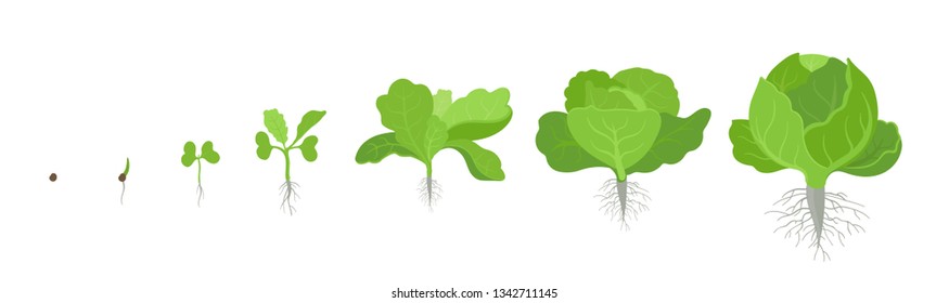 Crop stages of headed cabbage. Growing cabbage plants. Organic life cycle. Harvest growth biology. Brassica oleracea vector flat Illustration.