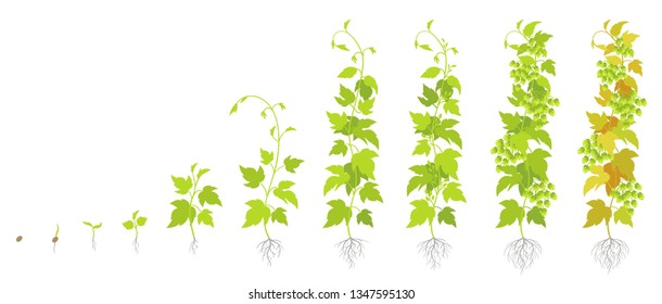 Crop stages of hop plant. Growing hop cones. Planting lupulus humulus. Vector flat Illustration. Main flavor ingredient in beer.